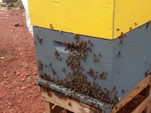 Parceria fornece apoio operacional e institucional no manejo do mel