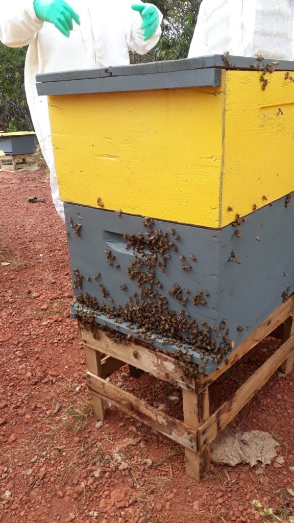 Parceria fornece apoio operacional e institucional no manejo do mel