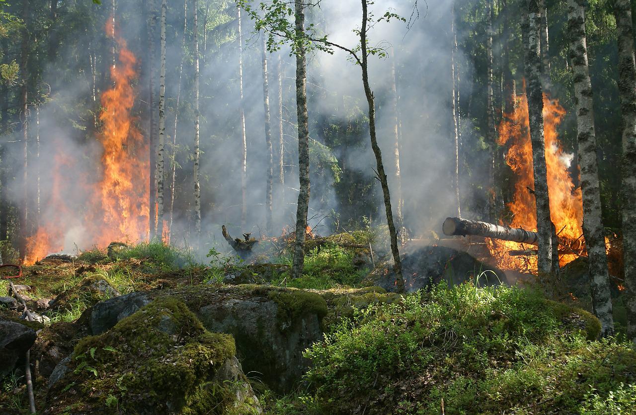 São vários os alertas sobre o impacto da destruição das florestas no Brasil, seja para o desmatamento ou para o fogo.