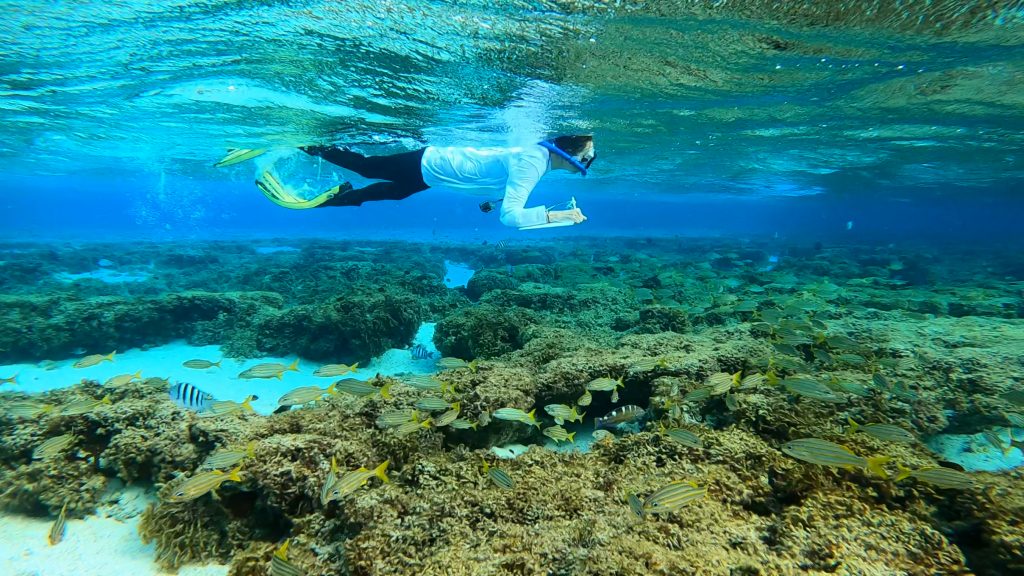 Projeto Coralizar faz expedição aos corais do Atol das Rocas.